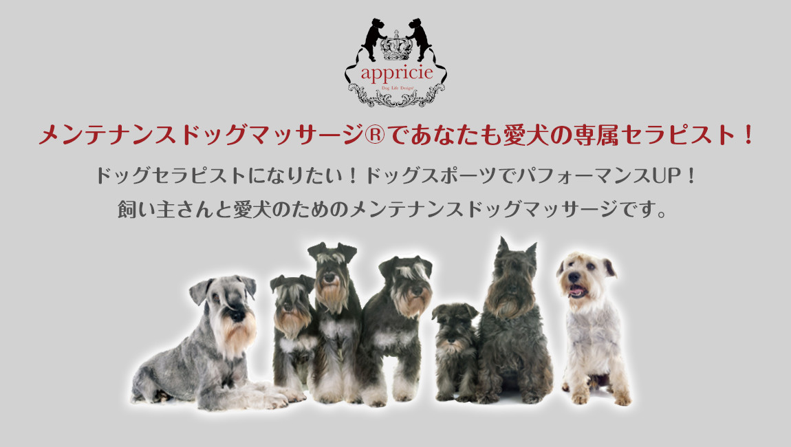 愛犬のコリと痛みを最短10秒でほぐす！メンテナンスドッグマッサージ®スクールのアプリシエ