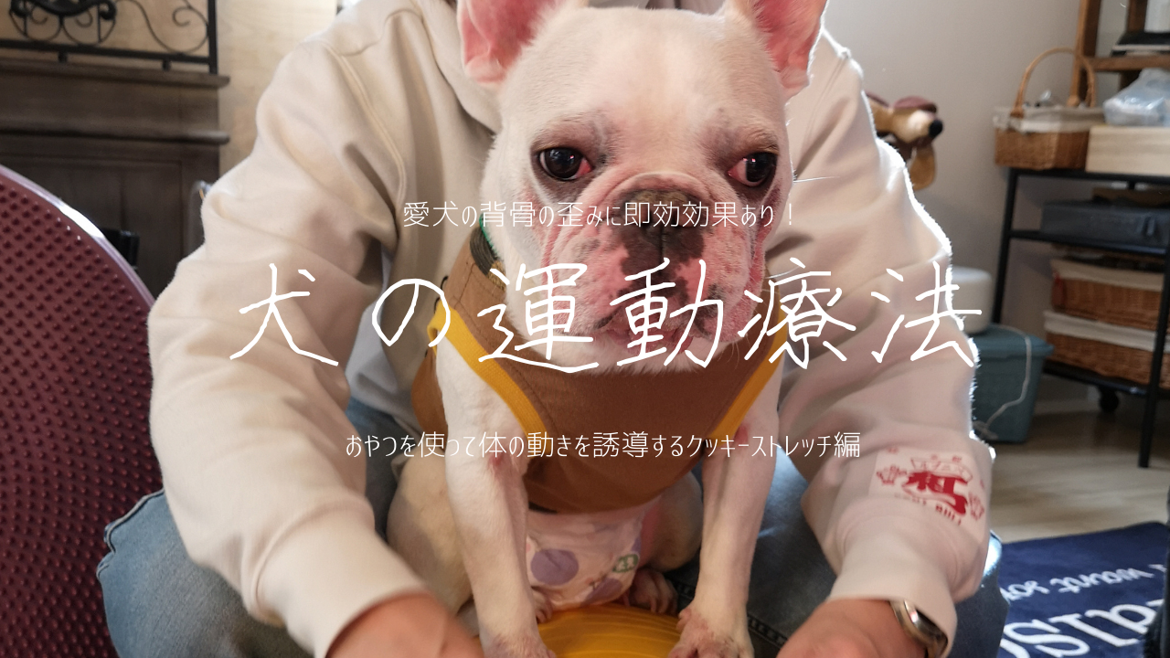 犬の背骨の歪み 運動療法で即効解決 Dog Life Design Appricie ドッグライフデザイン アプリシエ